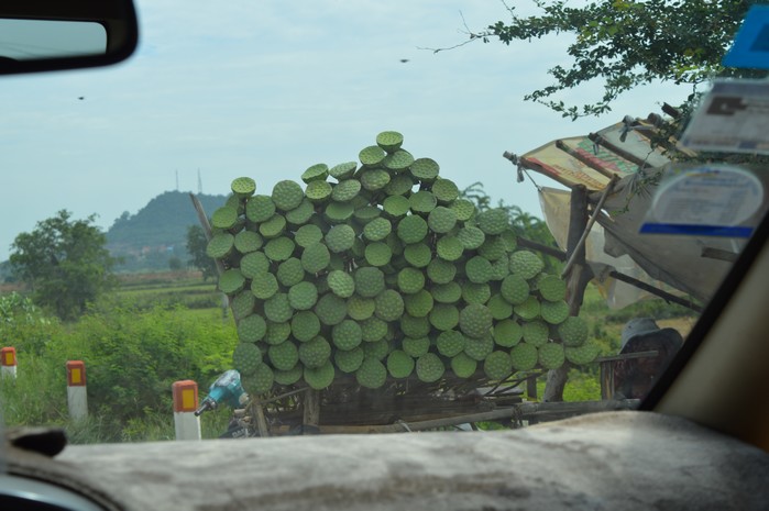 Graines de lotus